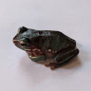 Meet your Posher, Petra